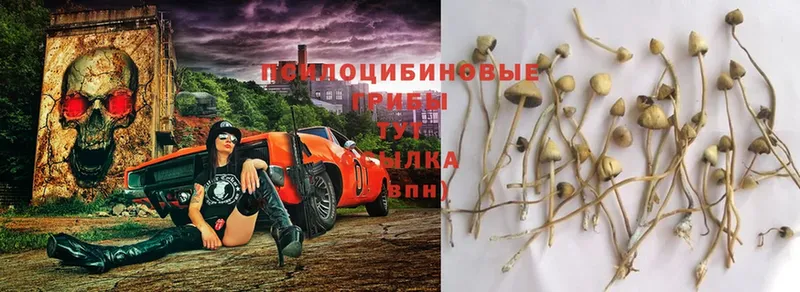 закладки  Жуковский  Галлюциногенные грибы Cubensis 